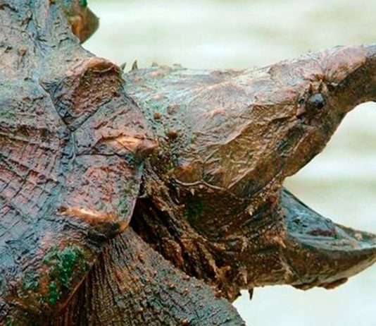 Encuentran tortuga caimán, un reptil salvaje no visto desde hace 30 años en Illinois Encuentran tortuga caimán, un reptil salvaje no visto desde hace 30 años