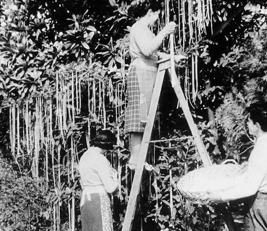 Los espaguetis crecían en árboles, según la BBC (1957)