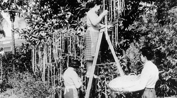 Los espaguetis crecían en árboles, según la BBC (1957)