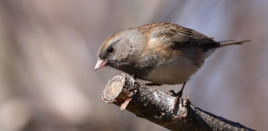 Pájaros hembra que eran mudas ahora cantan como los machos