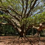 Thimmamma Marrimanu, el bosque formado por un solo árbol