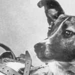 Laika animales astronautas