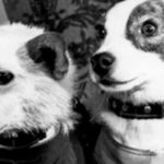 Animales enviados al espacio