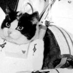 primer gato en el espacio