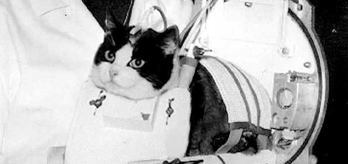 primer gato en el espacio
