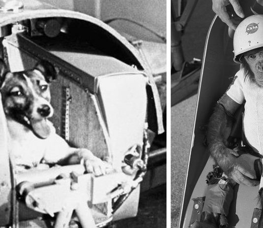 Animales enviados al espacio. Su historia