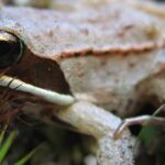 animales que viven en condiciones extremas
