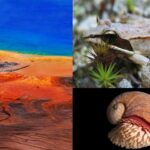 animales que viven en condiciones extremas