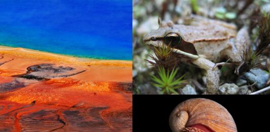 8 Animales que viven en condiciones extremas | Organismos extremófilos animales que viven en condiciones extremas