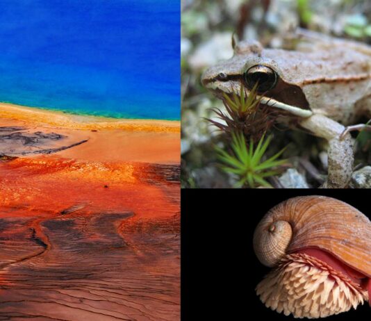 8 Animales que viven en condiciones extremas | Organismos extremófilos animales que viven en condiciones extremas