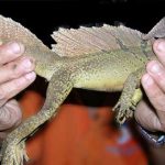 Basilisco, 10 curiosidades sobre este ser mitológico