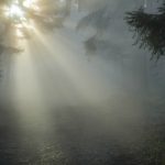 bosque