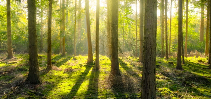 bosque, reforestación, salvar al mundo