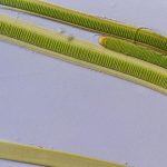 cianobacteria, sobre el oxígeno