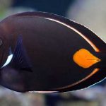 20 Curiosidades de los peces que te encantará saber