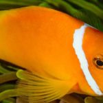 20 Curiosidades de los peces que te encantará saber