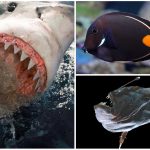 20 Curiosidades de los peces que te encantará saber