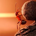 curiosidades del mundo, hormiga, superpoder