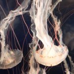 curiosidades del mundo, medusas