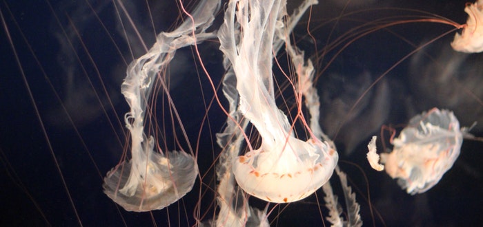 curiosidades del mundo, medusas