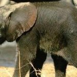 curiosidades graciosas, bebé elefante succionado su propia trompa para calmarse