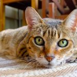 curiosidades graciosas, gato regalo