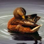 curiosidades graciosas, graznido del pato no tiene eco