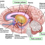 Partes del cerebro y sus funciones