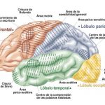 partes del cerebro, áreas del cerebro y funciones