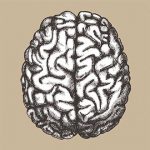 partes del cerebro, hemisferios