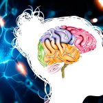 Partes del cerebro. ¿Las conoces todas?