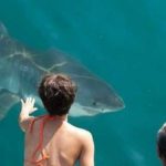 10 Películas de Tiburones que no puedes perderte