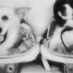 perros-Tsygan y Dezik-animales-astronautas