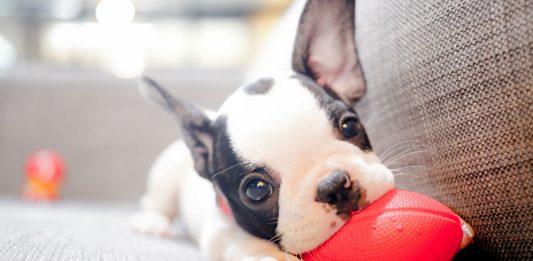 ¿Por qué empatizamos más con los perros que con las personas? ¿Por qué empatizamos más con los perros que con las personas?