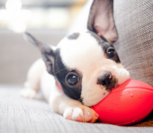 ¿Por qué empatizamos más con los perros que con las personas? ¿Por qué empatizamos más con los perros que con las personas?