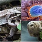 4 organismos que sobreviven en condiciones extremas. ¡Descúbrelos!