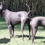Conoce-la-historia-de-los-Xoloitzcuintles,-los-perros-aztecas-que-guiaban-a-sus-dueños-hasta-el-inframundo