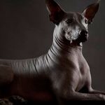 Conoce-la-historia-de-los-Xoloitzcuintles,-los-perros-aztecas-que-guiaban-a-sus-dueños-hasta-el-inframundo