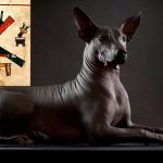 Conoce-la-historia-de-los-Xoloitzcuintles,-los-perros-aztecas-que-guiaban-a-sus-dueños-hasta-el-inframundo