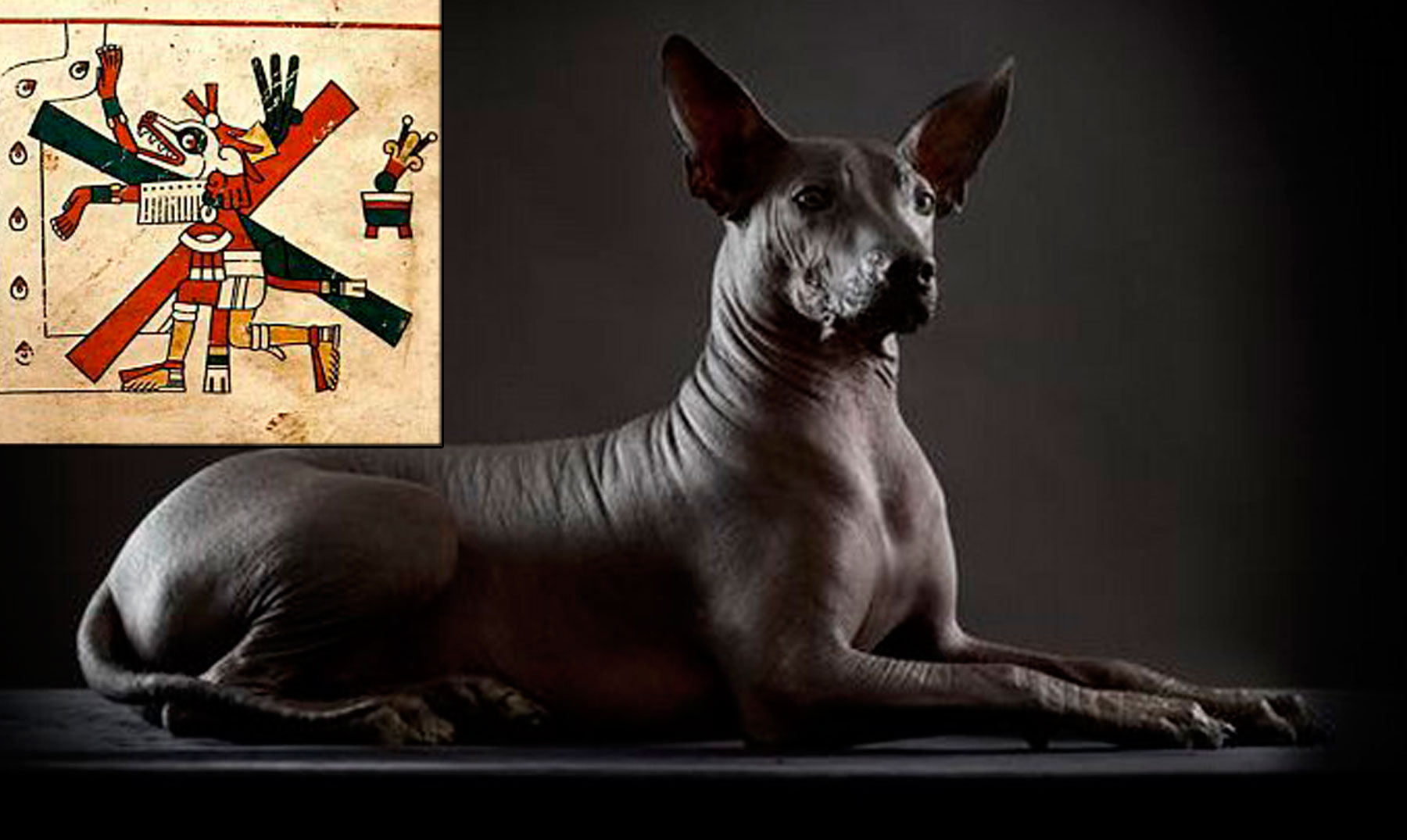 Los Xoloitzcuintles | Los Perros Aztecas Que Guiaban Hasta El Inframundo