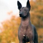 perro mexicano sin pelo