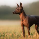 Los perros xoloitzcuintles