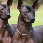 Los perros xoloitzcuintles