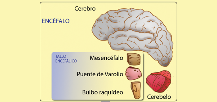 Partes del cerebro humano, Las funciones del cerebro