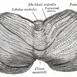 Visión superior del cerebelo humano