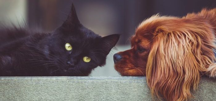 ¿Son más inteligentes los perros o los gatos La ciencia responde