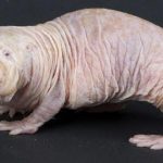 animales más feos del mundo, rata topo desnuda