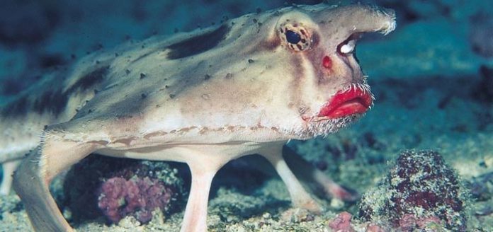 Los Animales Mas Escalofriantes Del Mundo