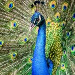 curiosidades de las aves mas bonitas