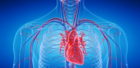 10 Curiosidades del corazón | Un órgano esencial y asombroso curiosidades del corazon